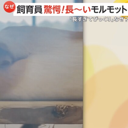 「びよーんと伸びて」飼育員も驚愕の“リラックス姿”　体長20cmほどのモルモットが30～35cmに　静岡・浜松市動物園