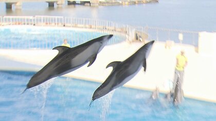 繁殖難しいカマイルカが「W妊娠」　赤ちゃんの頭が引っかかり…緊迫の初産に密着【福岡発】