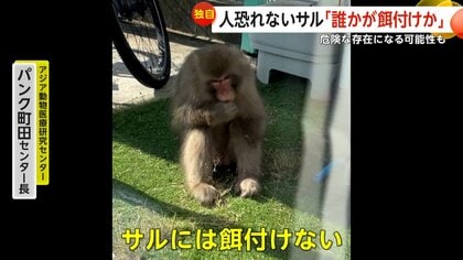 独自】“左手ない猿”は餌付けされた？パンク町田氏「無視が一番」警鐘