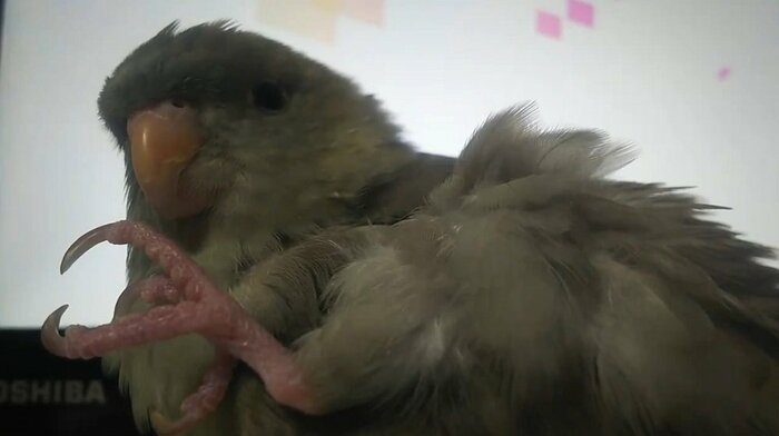 最初に撮影した翼の上から足をまわしている様子