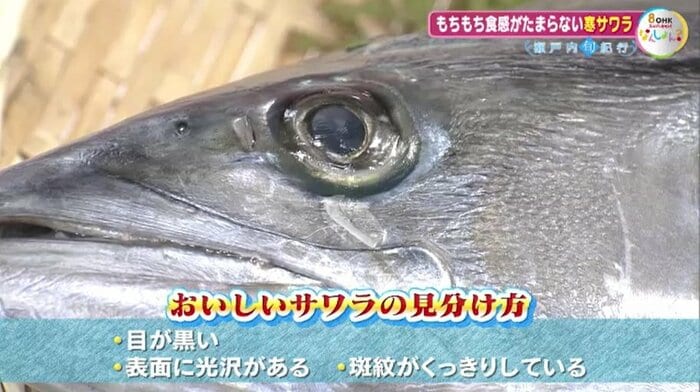 サワラの見分け方