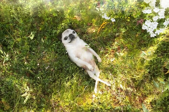 当時14歳 まるで絵画のような写真(提供:よしこさん)