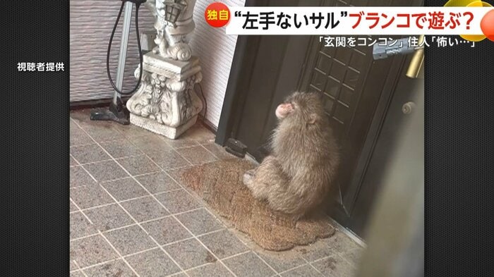住宅の扉の前に座り込むサル