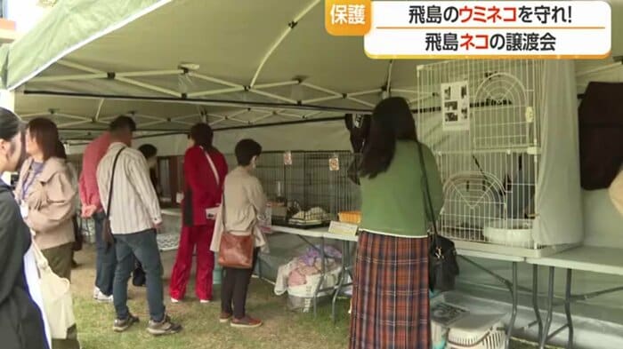 酒田市内で開かれたネコの譲渡会
