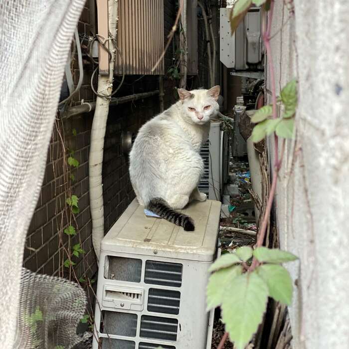 たにゃの住処。ここにいると、どんなに自分でグルーミングしても真っ白い体が汚れてしまう。(『歌舞伎町の野良猫「たにゃ」と僕』より)
