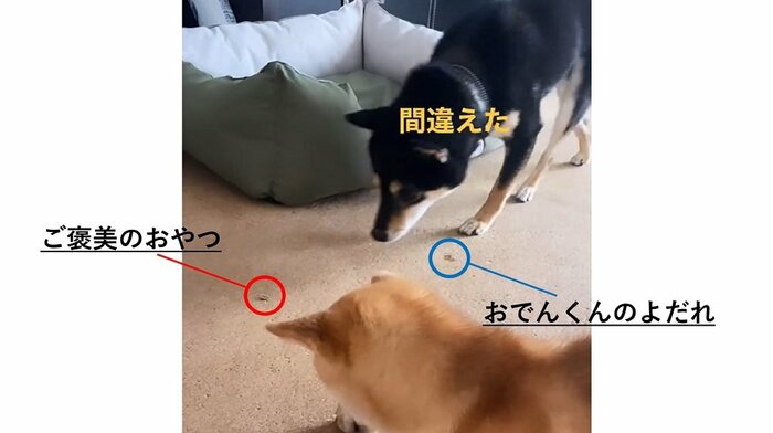 うっかり、おやつとよだれを間違えるおはぎくん