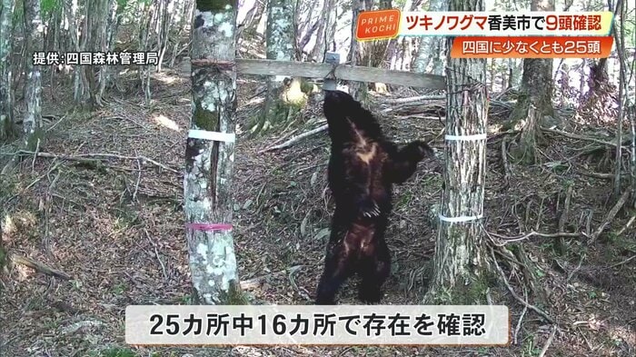 胸に白い三日月模様があるツキノワグマ