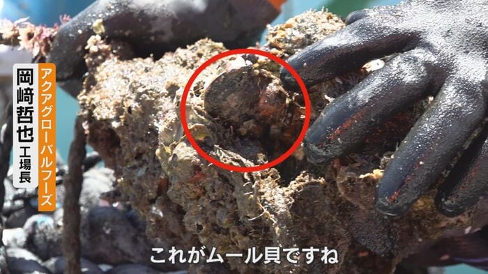 カキにくっついているムール貝