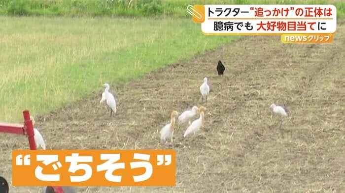 “ごちそう”目当てでやってきたシラサギたち