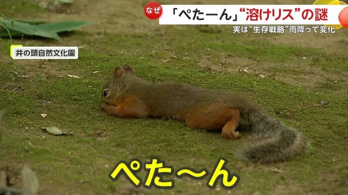 地面にお腹をつけて寝そべるリス