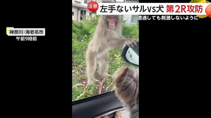 器用に近づくサル