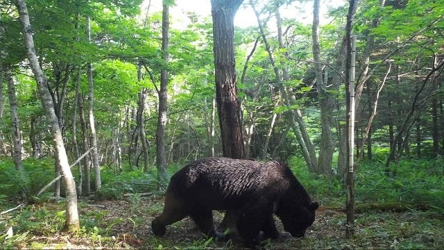 OSO18 (提供:標茶町)