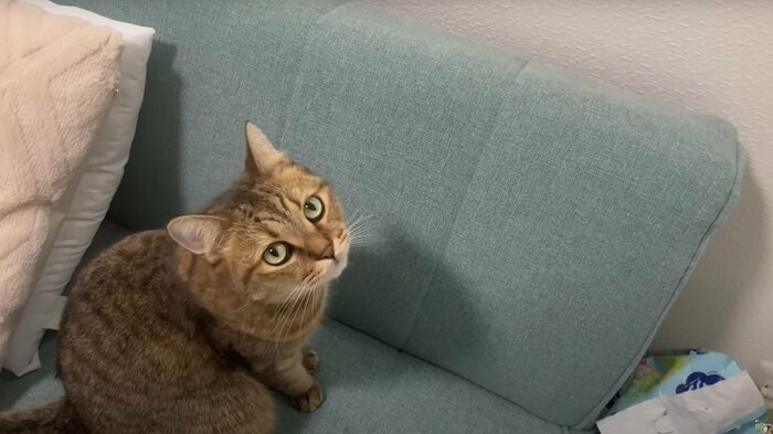 カワウソ君が気になる(提供:みにら日記-MiniraDiary-さん)