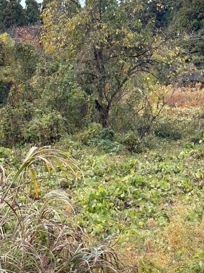 中央に写るのが目撃されたクマ（視聴者提供）