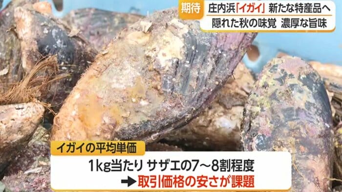 漁獲量は豊富だが、取り引き価格の安さが漁師の収入源としては課題
