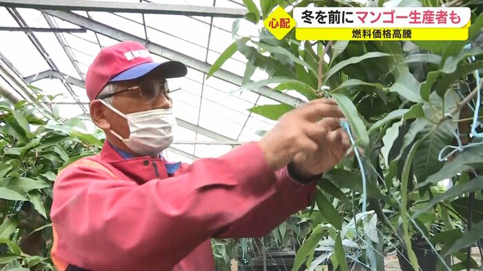 マンゴー生産者・西平三郎さん