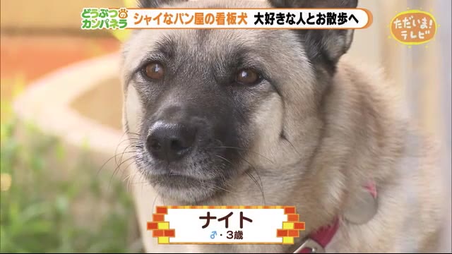 かなりシャイだけど パン屋の看板犬!【どうぶつのカンパネラ】湖西市