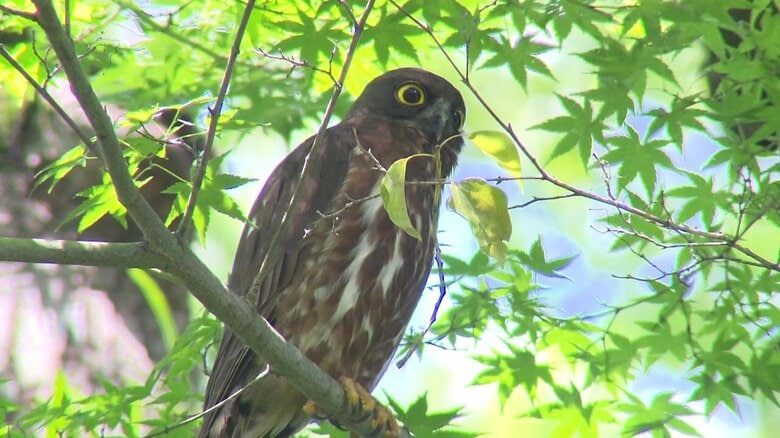 “福を招く鳥”フクロウの仲間「アオバズク」　子育てのため神社のクスノキに飛来　“縁起が良い”御神木からの巣立ち｜FNNプライムオンライン