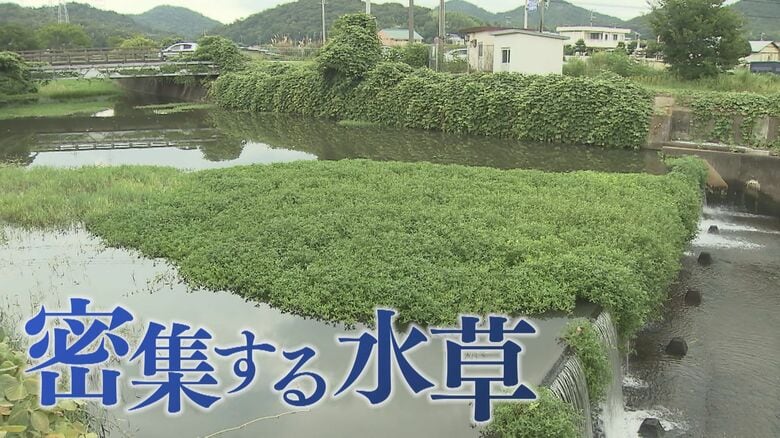 茎の一部残れば増殖…海水でも枯れない「地球上最悪」侵略的植物　川から田んぼに入れば米収穫できない恐れも｜FNNプライムオンライン