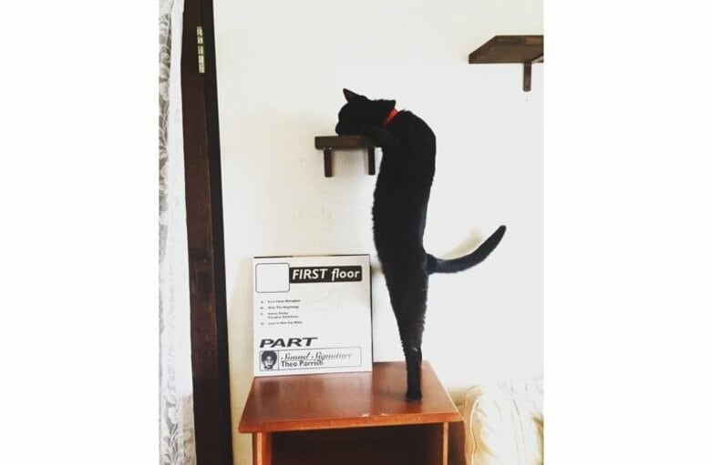 まるでオブジェ？“背筋ピーン”な猫のポーズが不思議と気になる…どうしてこうなったのか飼い主に聞いた｜FNNプライムオンライン