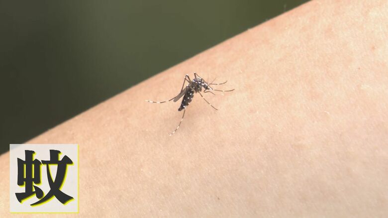 夏のやっかいもの「蚊」   実は暑さが和らぐ秋口に注意が必要   かゆみだけでなく感染症の原因にも   世界では年間60万人が死亡 【福岡発】｜FNNプライムオンライン
