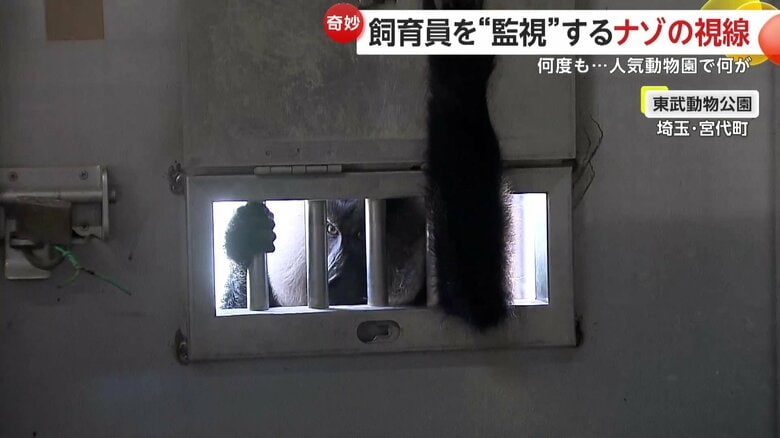 「掃除していると視線が…」飼育員をじっと“監視”するサル！ごはん欲しさに小窓を何度もチラ　埼玉・東武動物公園｜FNNプライムオンライン