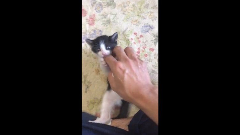 生後1カ月の頃の「ももち」ちゃん