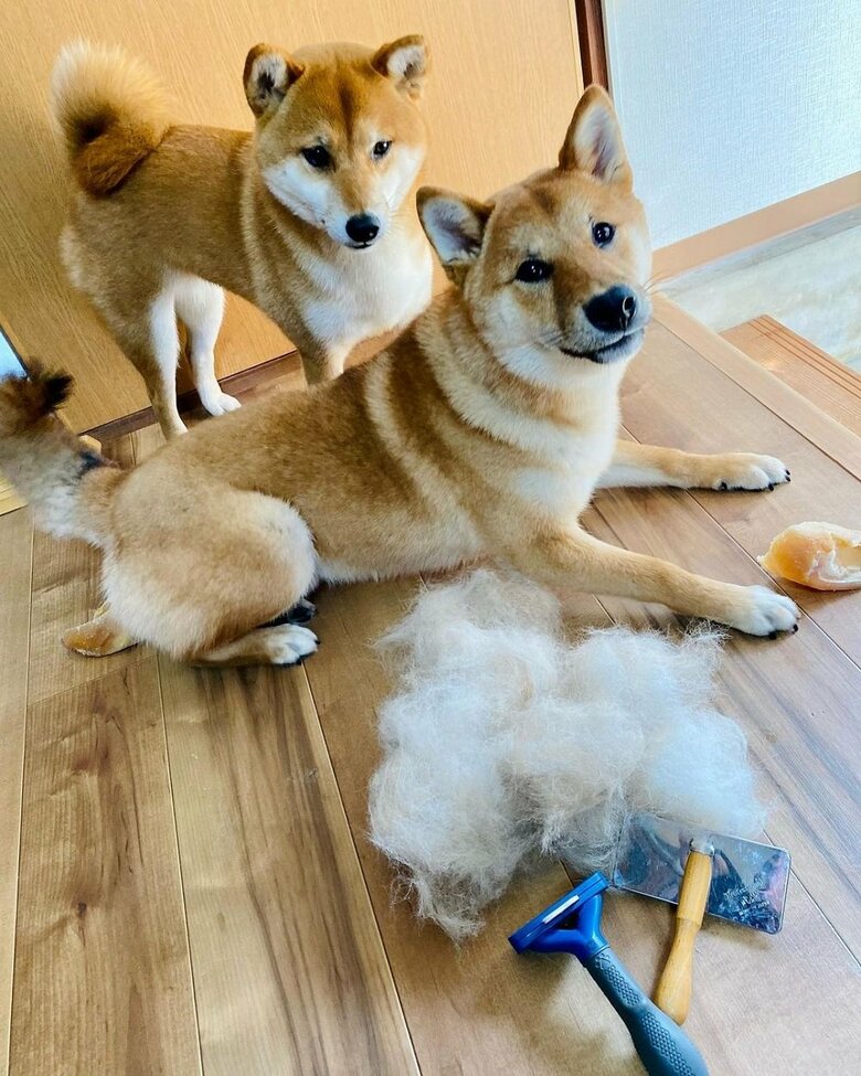 奥：お姉ちゃん柴犬・ノアちゃん　手前：換毛期のゆうまくん