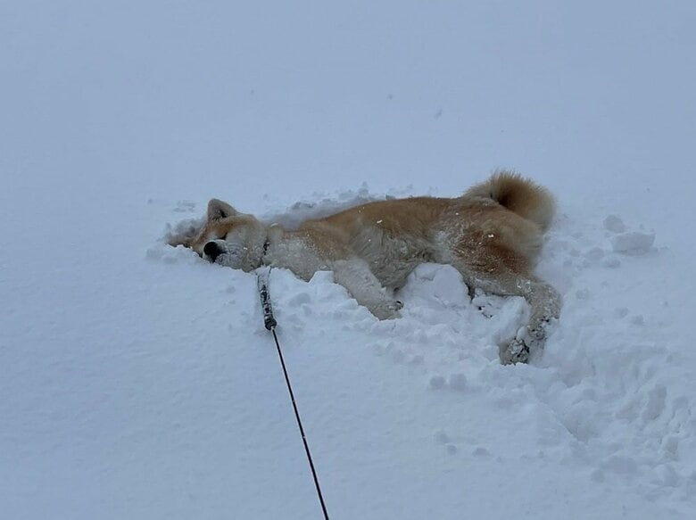 雪に埋まるまるくん