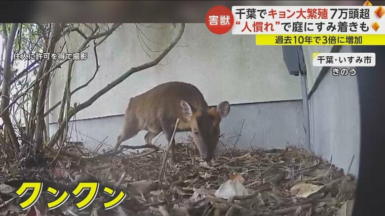 千葉・いすみ市の住宅にすみ着いた「キョン」