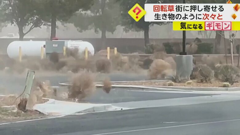 大量のタンブルウィードが道路を覆う様子