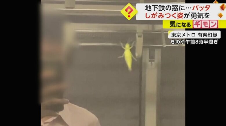 電車の窓にバッタがしがみつく