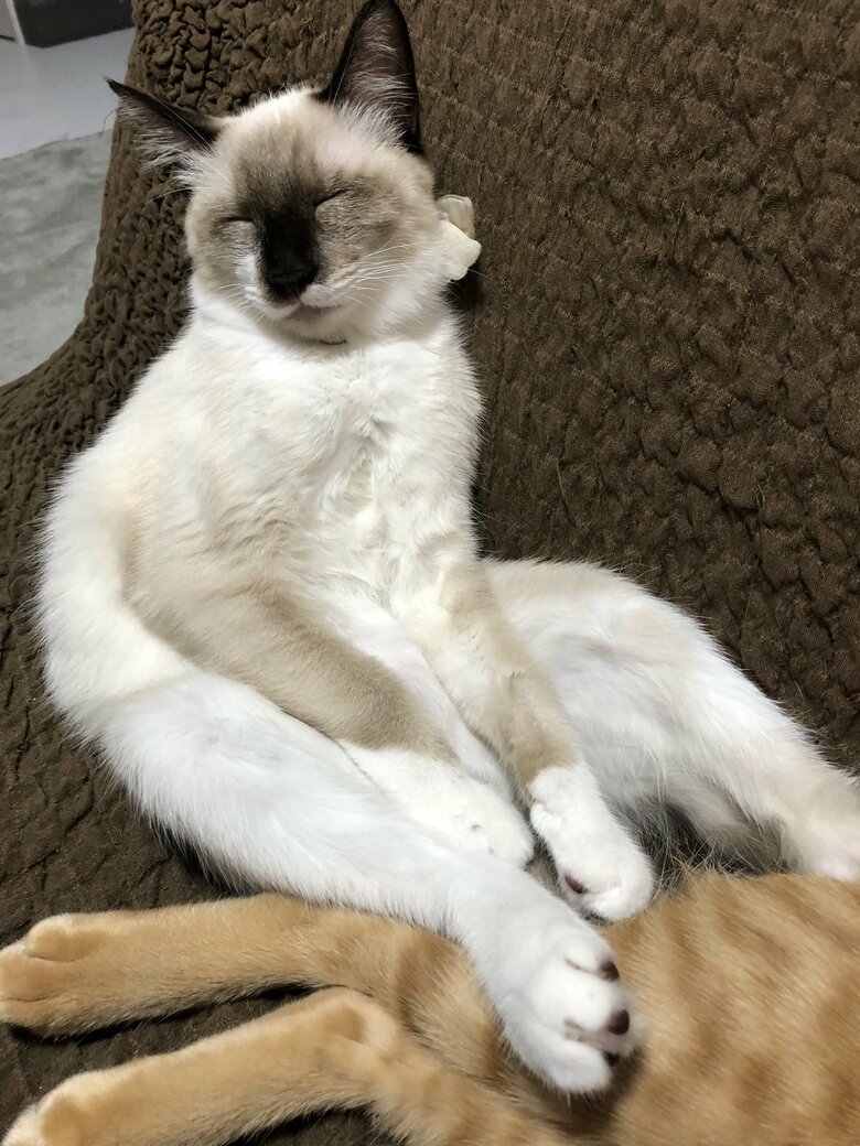 提供：たぬき&とらさん