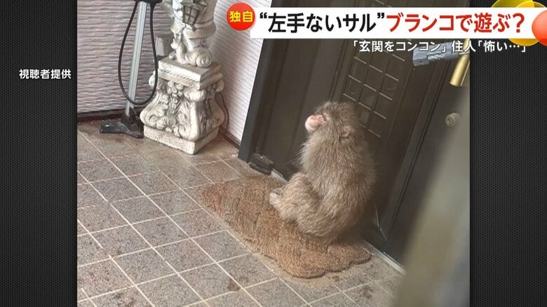 住宅の扉の前に座り込むサル