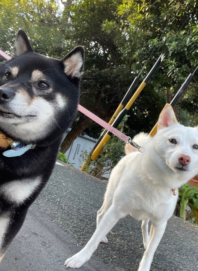 提供：柴犬のくぅとそらさん