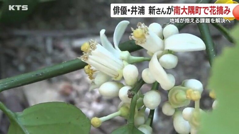 辺塚だいだいの花