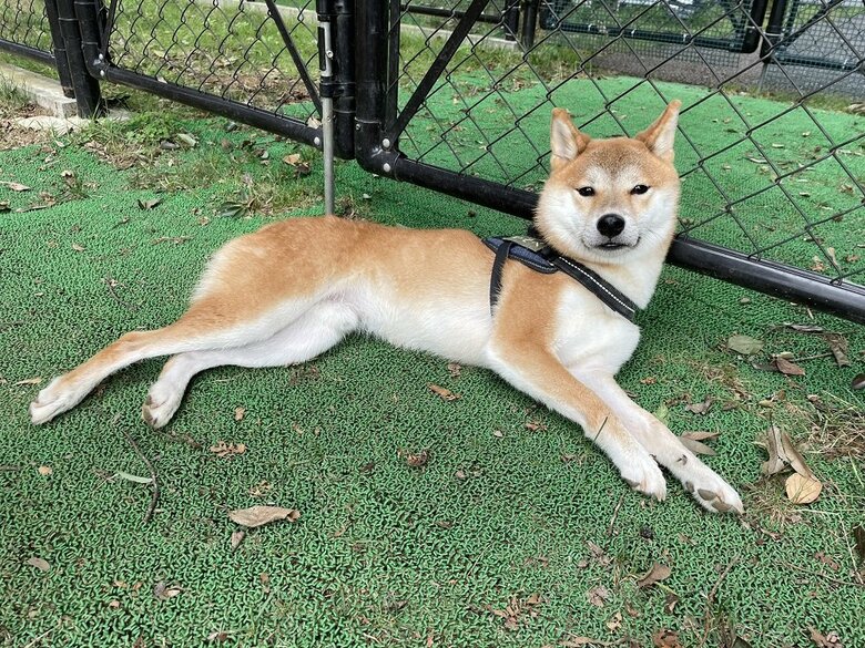 ドッグランの端で寝ようとしている…