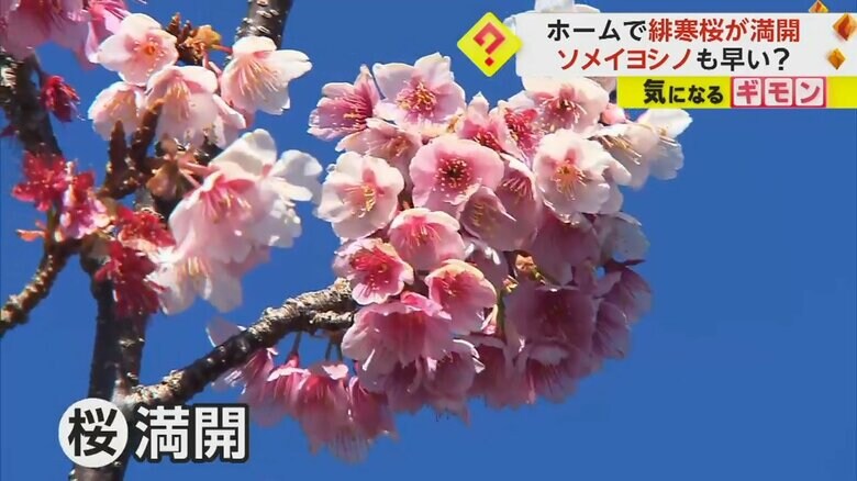 満開の和歌山・JR那智駅の緋寒桜