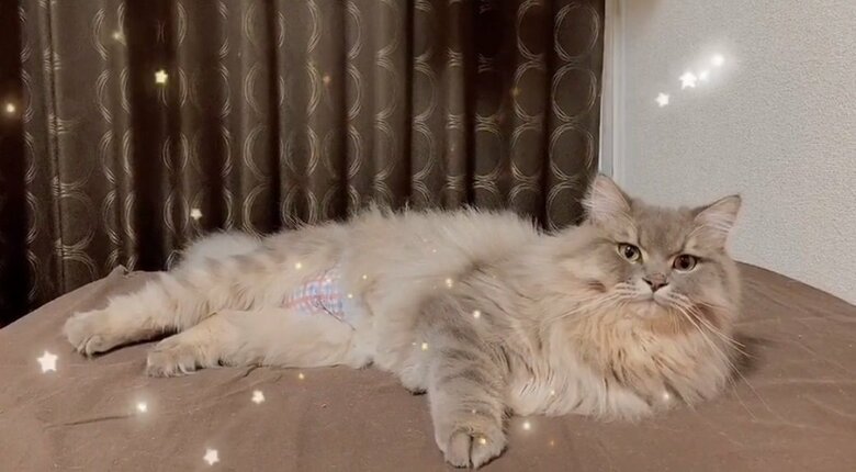 くつろぐテオくん