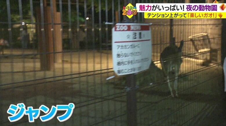 飛び跳ねるカンガルー