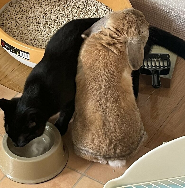 水を飲むくまじろうくんのもとへきなおくん登場