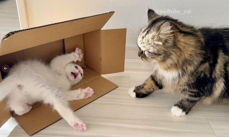 普段から箱で遊んでいるマオくんたち