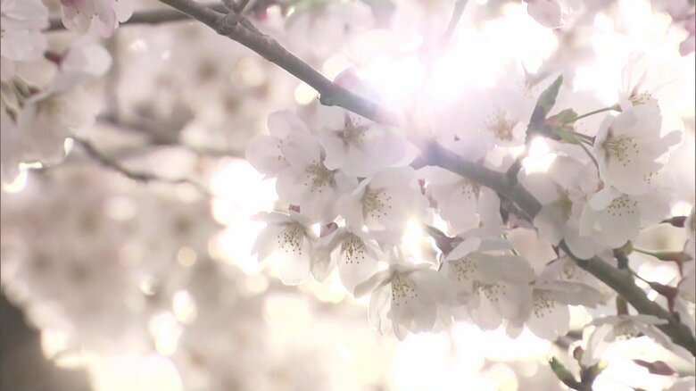 訪れた人を癒すサクラ