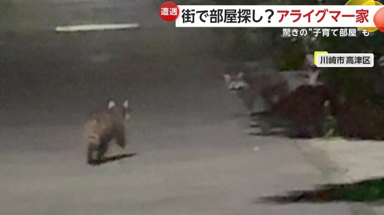 住宅街に消えていったというアライグマの群れ