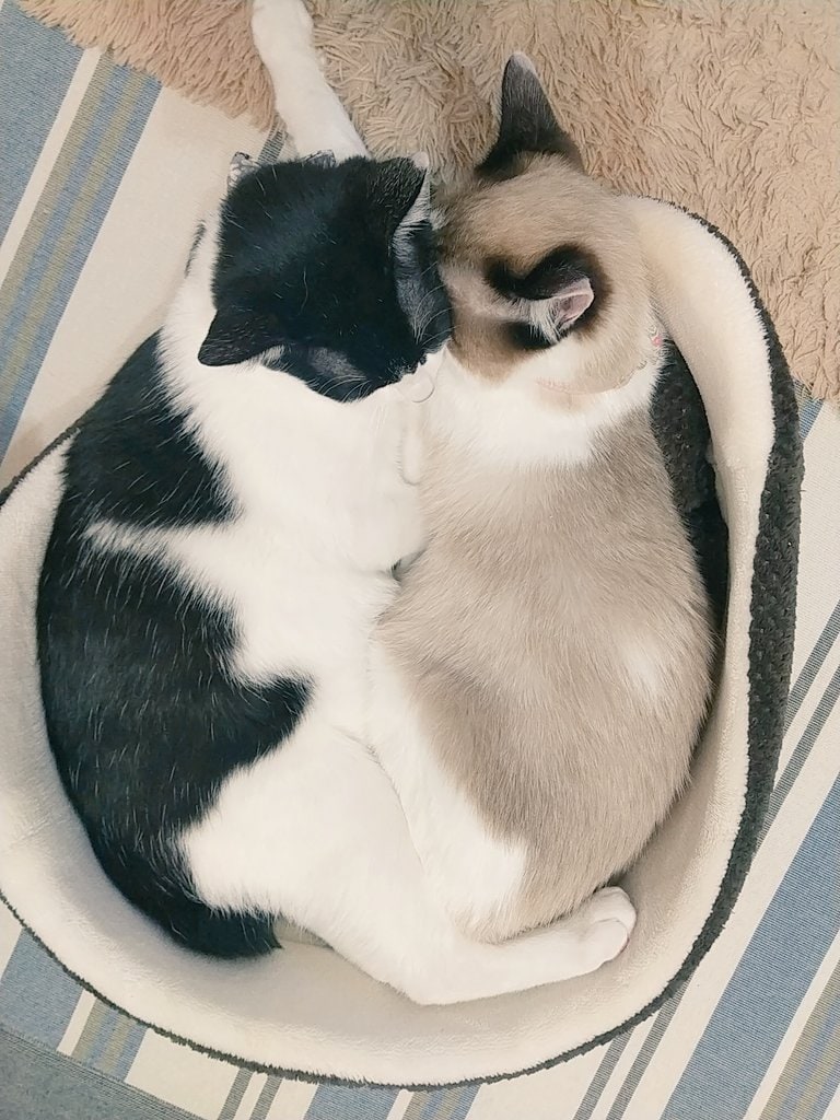 提供：かふぇらてさん