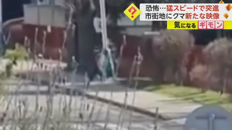 クマが人に向かって突進する瞬間の映像③