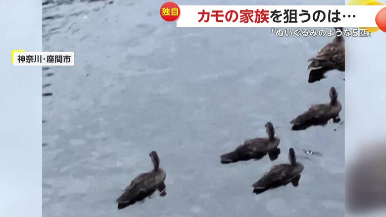 アライグマと距離を取るように泳ぐカモたち（視聴者提供）