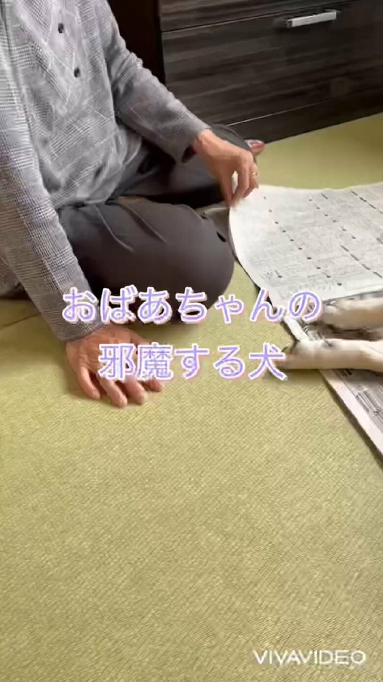 おばあちゃんの邪魔をする犬