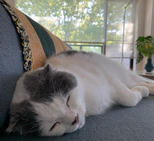 普段のオッタくん