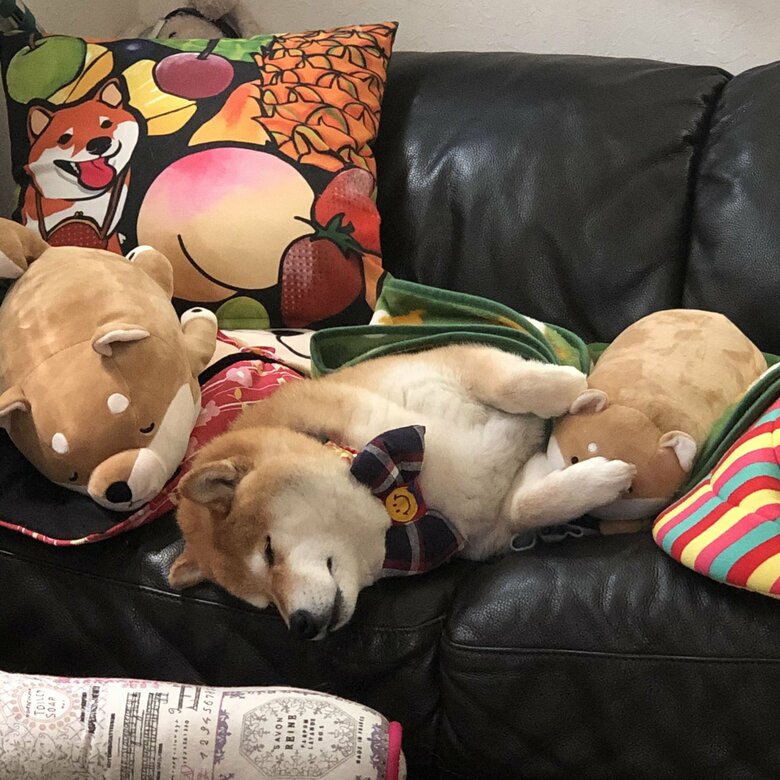 画像提供：柴犬ハナさん